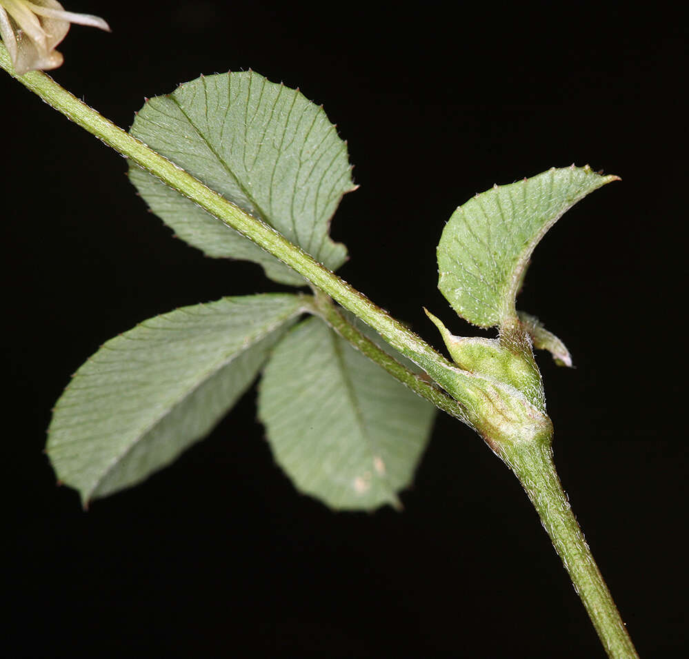 Image de Trifolium breweri S. Watson