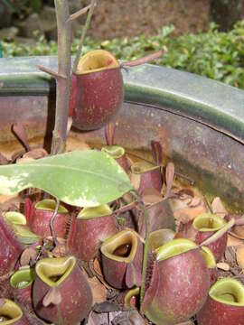 Image of Flask-Shaped Pitcher-Plant