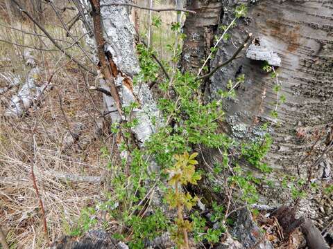 Image of eastern prickly gooseberry