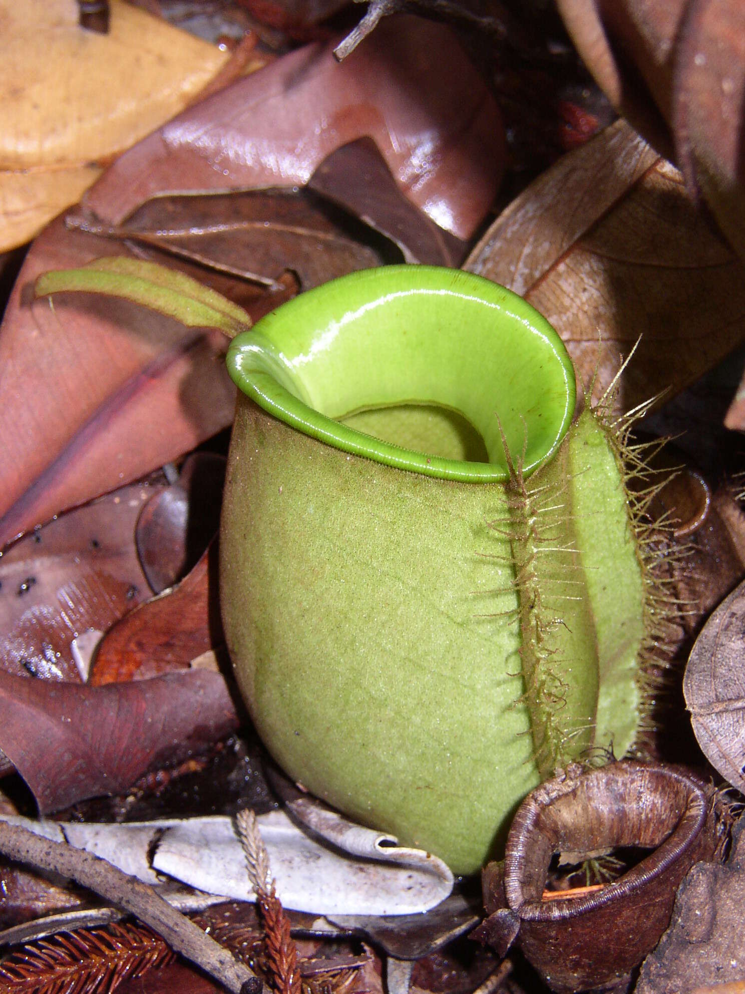 Image of Flask-Shaped Pitcher-Plant