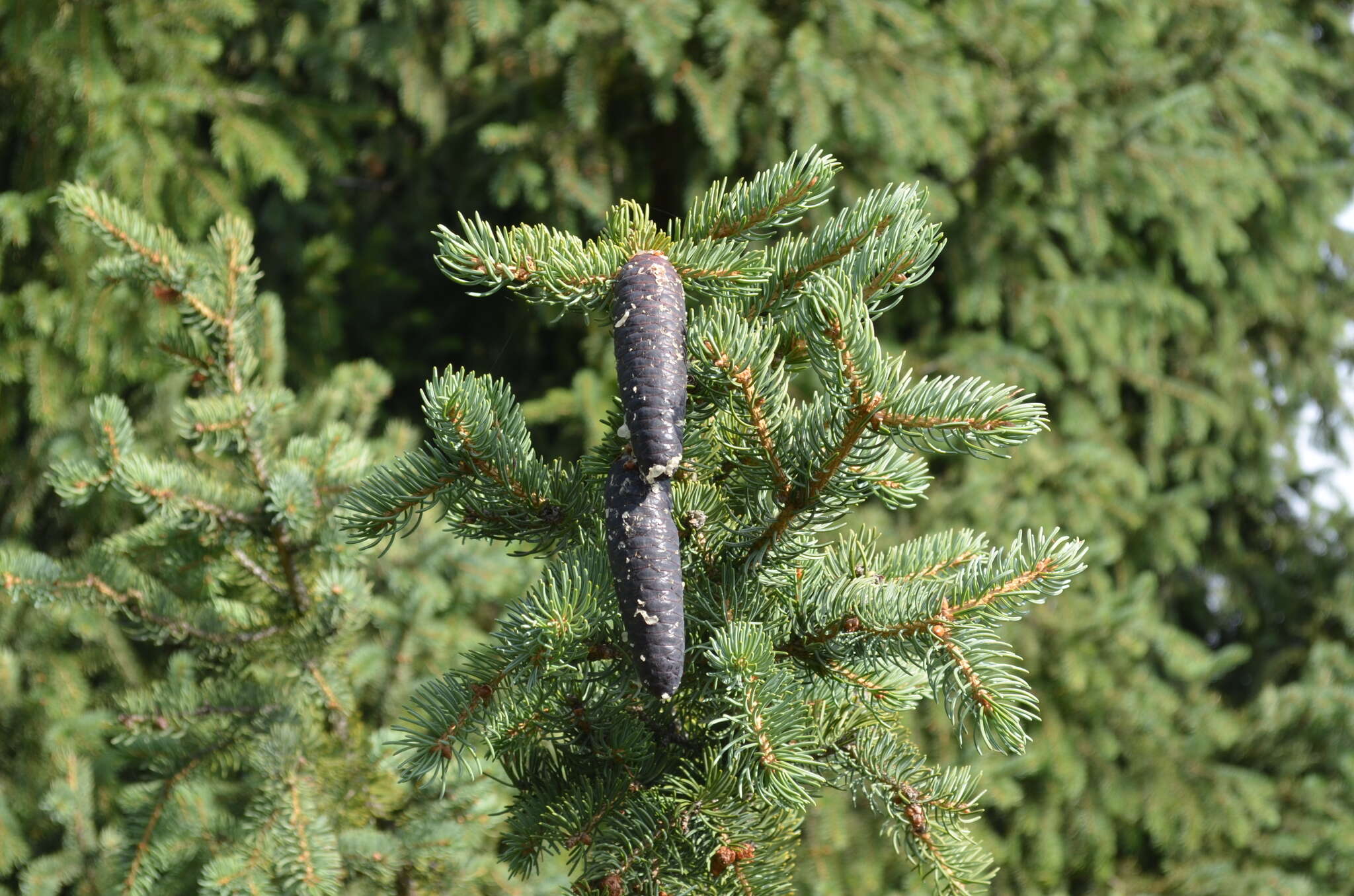 Imagem de Picea schrenkiana Fisch. & C. A. Mey.