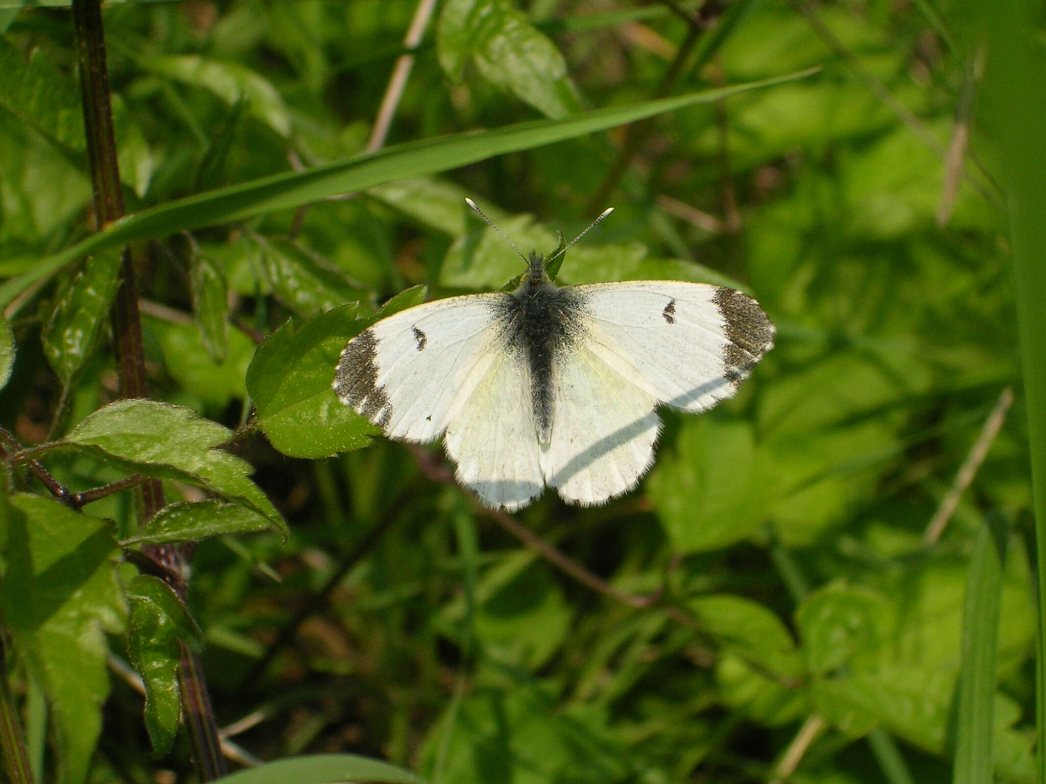 Image of orange tip