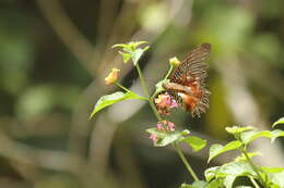 Cethosia myrina Felder & Felder 1865 resmi