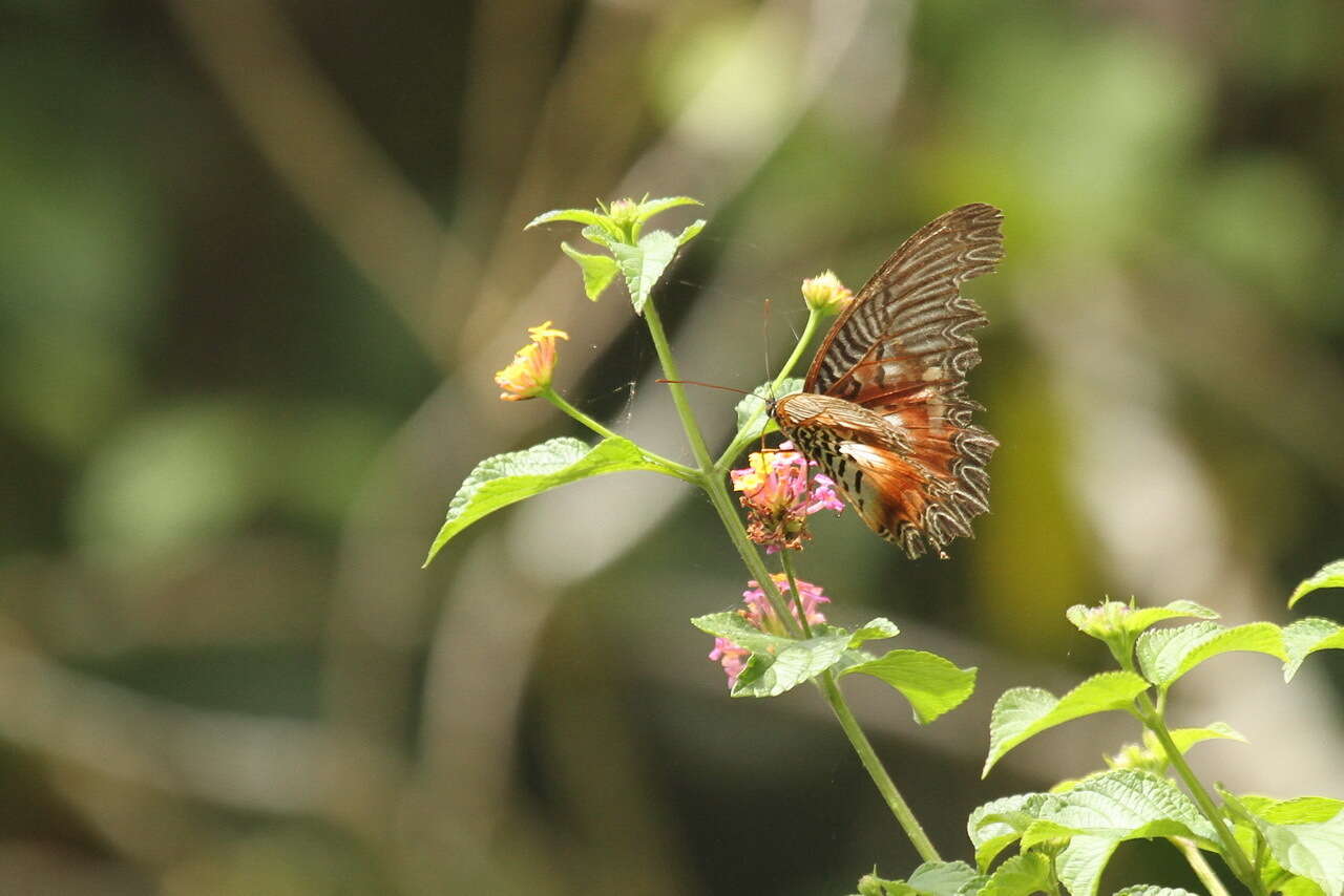 Cethosia myrina Felder & Felder 1865 resmi