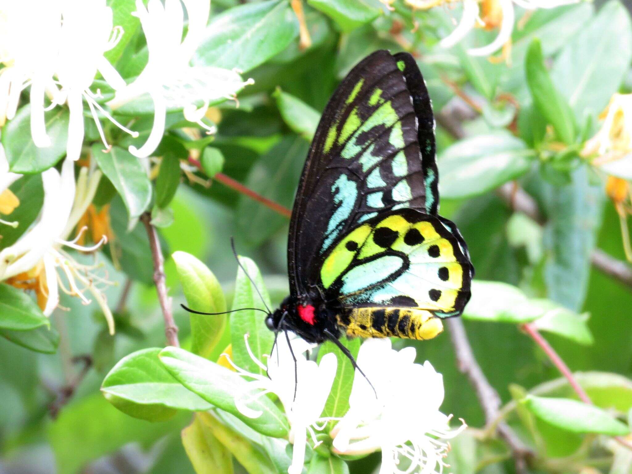 Слика од Ornithoptera richmondia (Gray (1853))