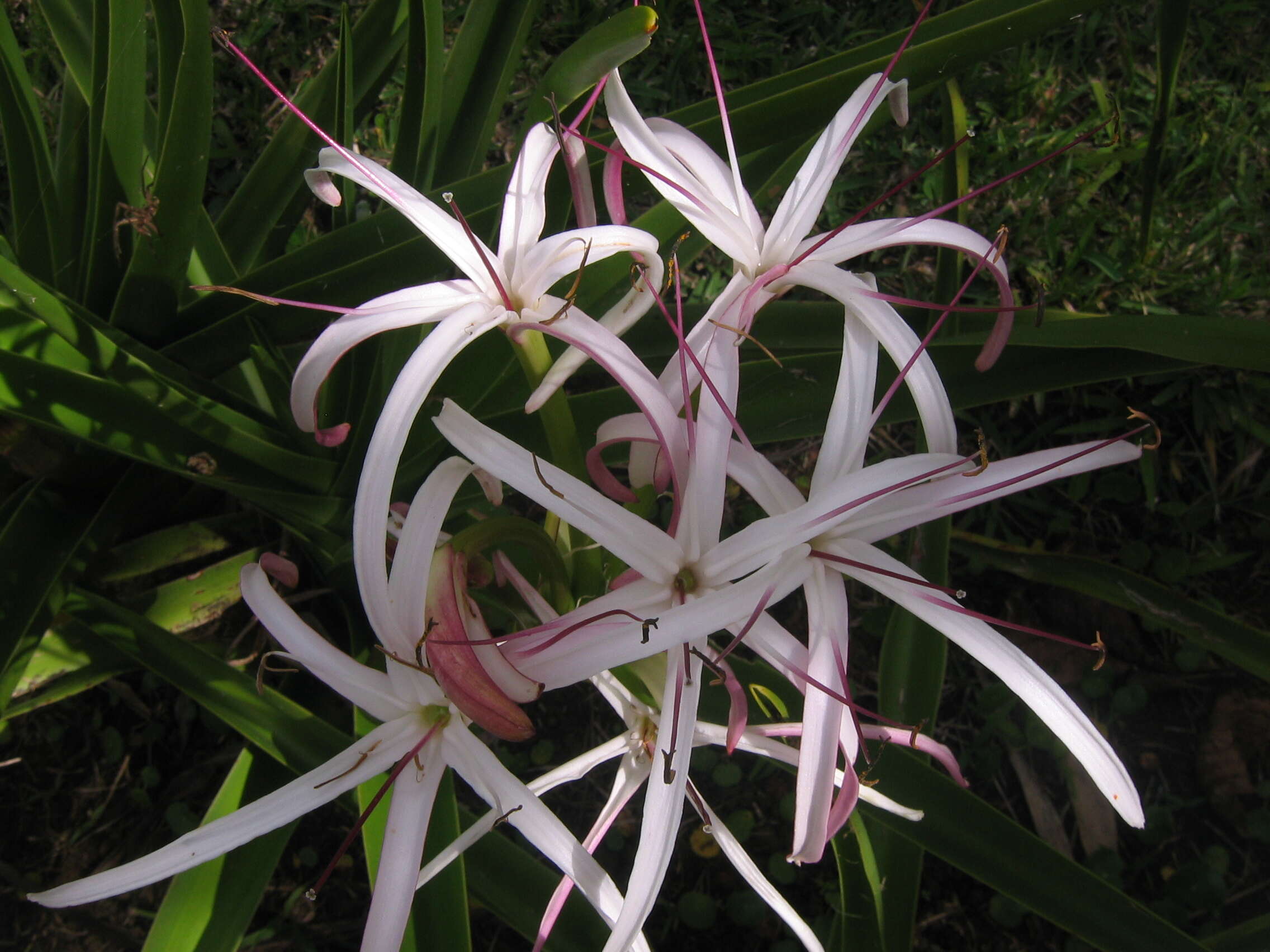 Image of Crinum mauritianum G. Lodd.