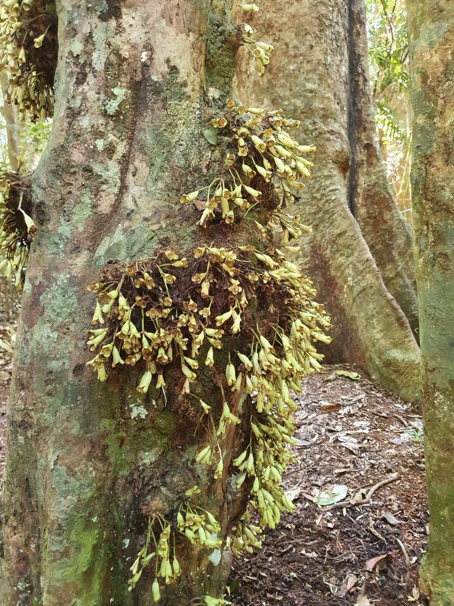 Image of Syzygium cormiflorum (F. Müll.) B. P. M. Hyland