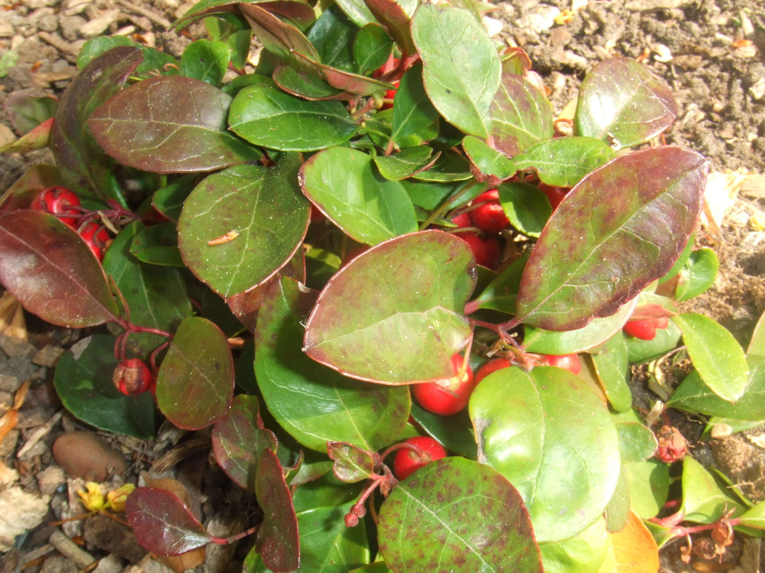 Image of eastern teaberry