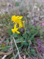 Image of Narcissus flavus Lag.