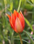 Image of orange wild tulip