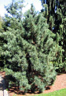 Image of Korean Pine