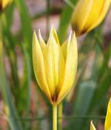 Image of orange wild tulip