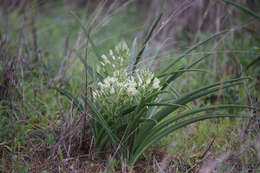 Imagem de Albuca seineri (Engl. & K. Krause) J. C. Manning & Goldblatt