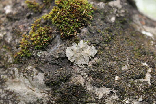 Image of matted lichen