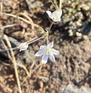 Image of Triteleia lilacina Greene