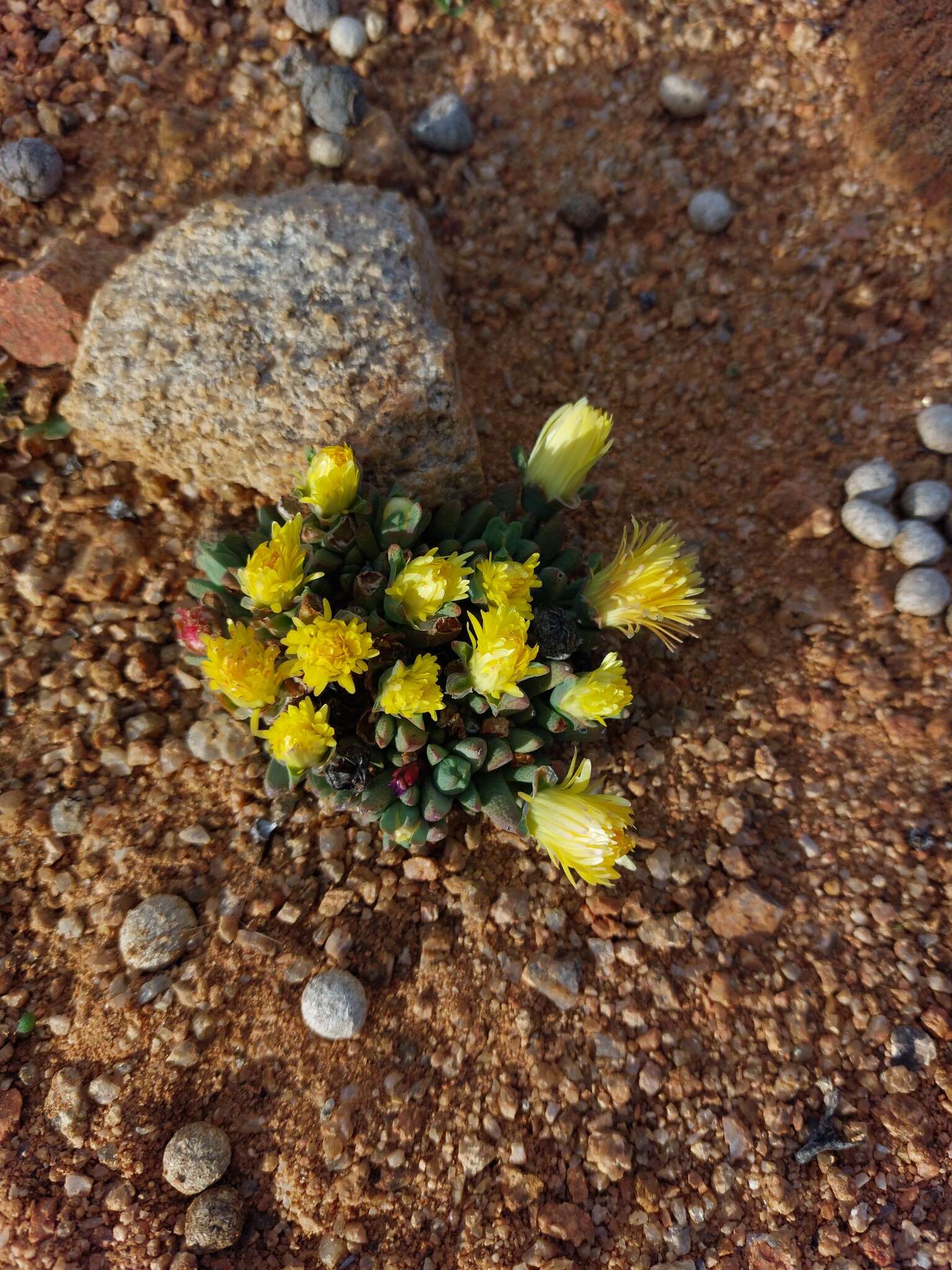 Image of Cheiridopsis schlechteri Tisch.