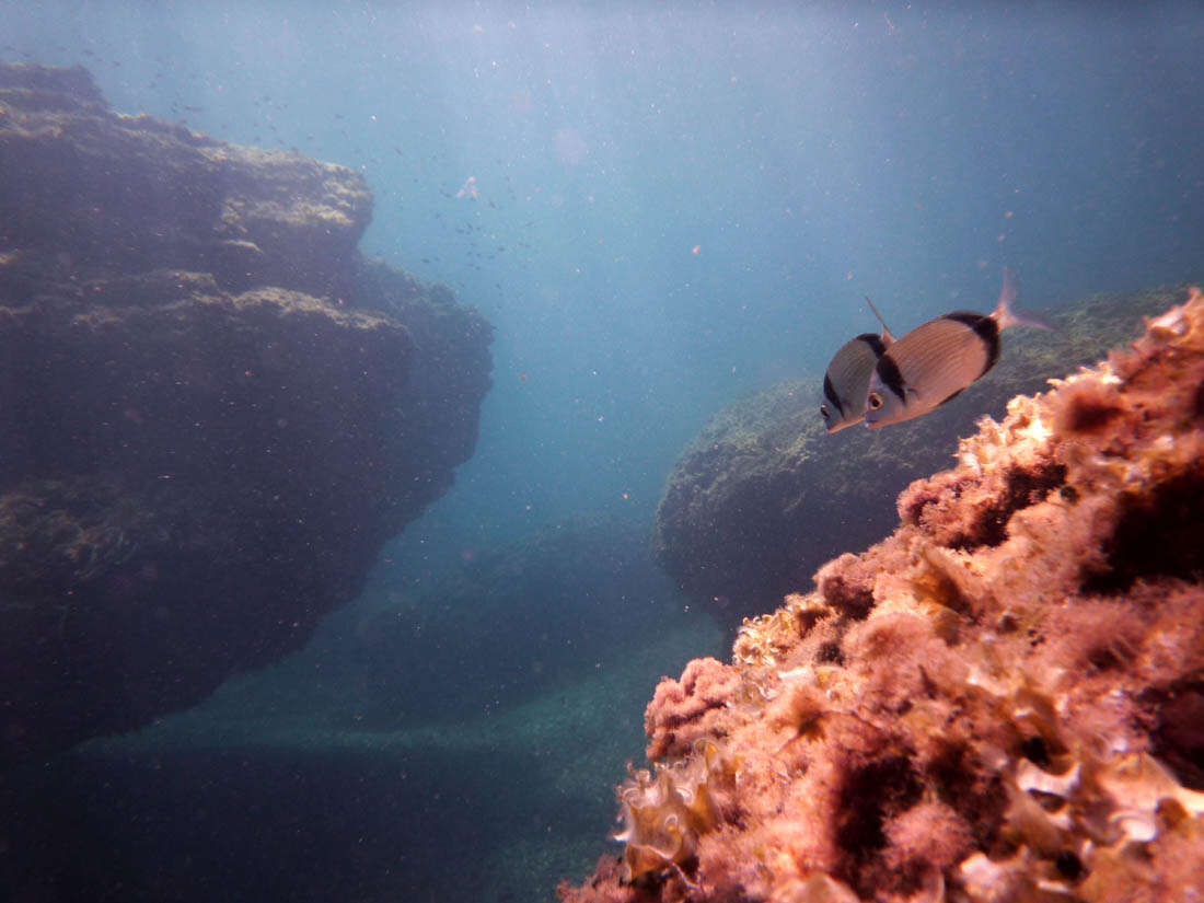 Image of Blacktail Bream