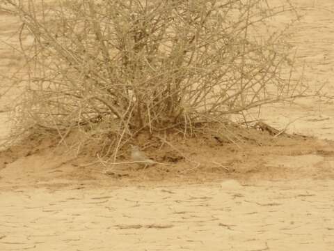 Image of Asian Desert Warbler