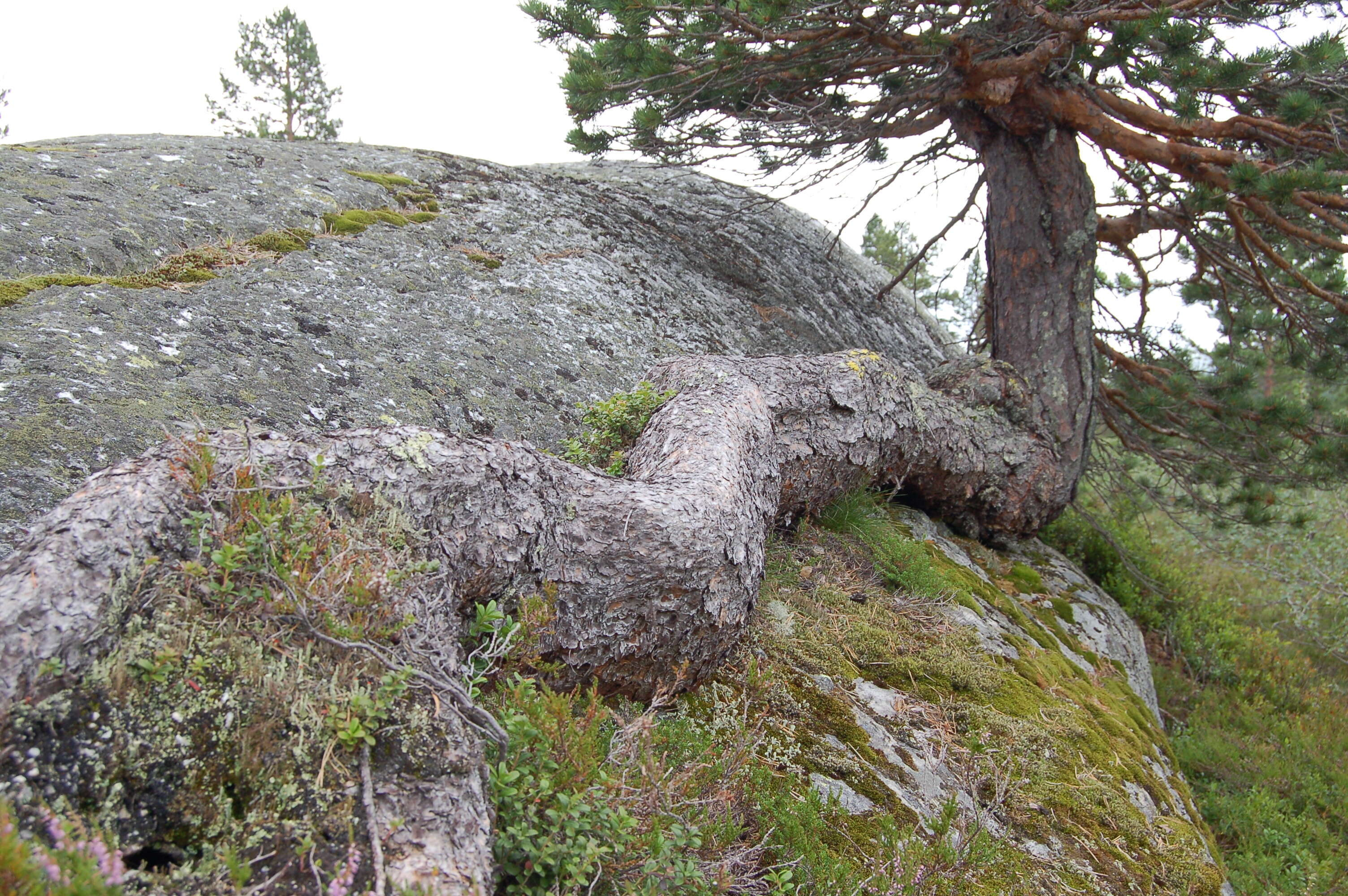 Image of Scotch Pine