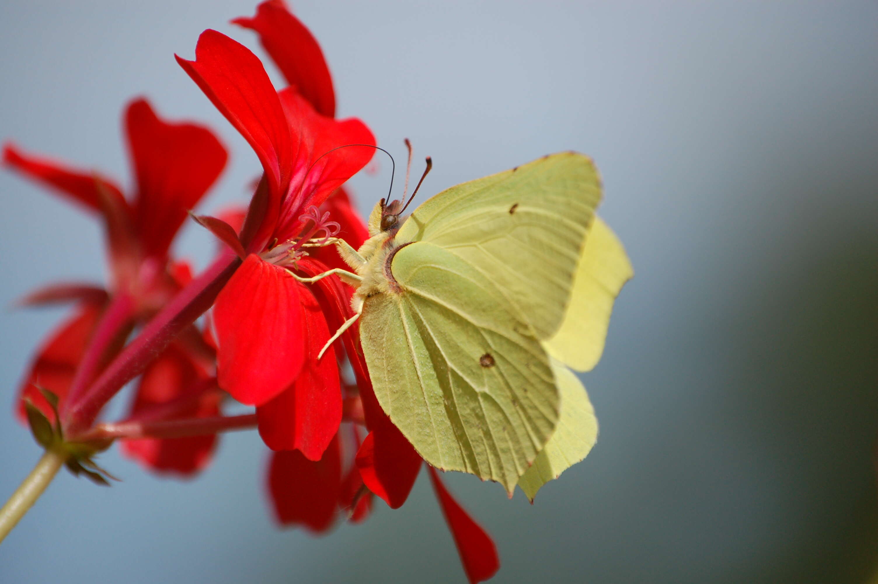 Imagem de Gonepteryx rhamni (Linnaeus 1758)