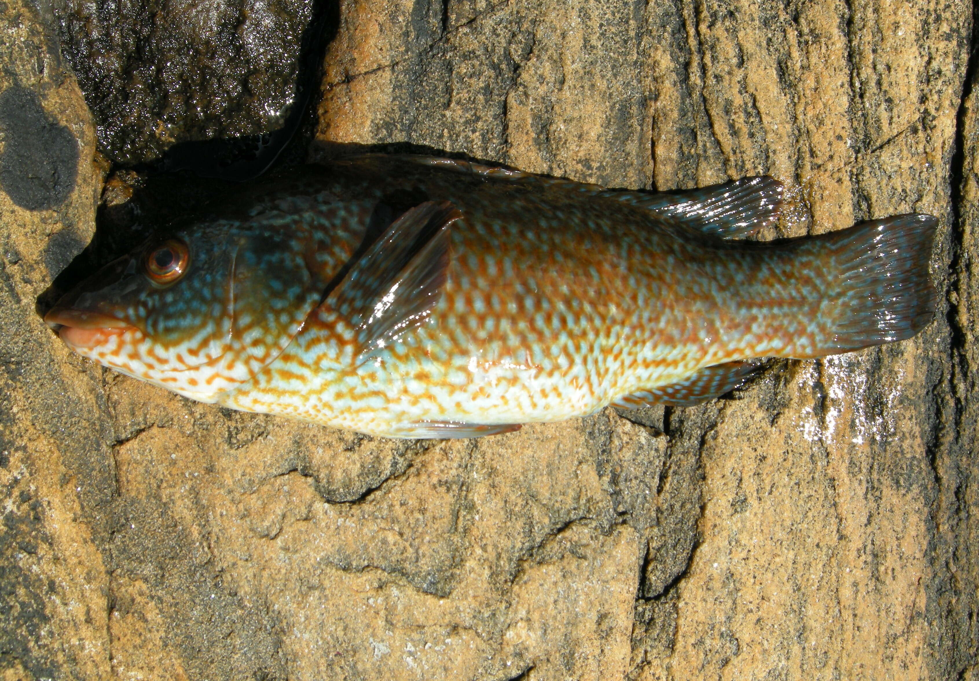 Image of Ballan Wrasse