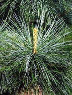 Image of Korean Pine