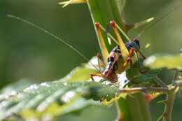 Metaplastes ornatus (Ramme 1931) resmi