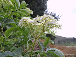 Image of Sambucus nigra L.