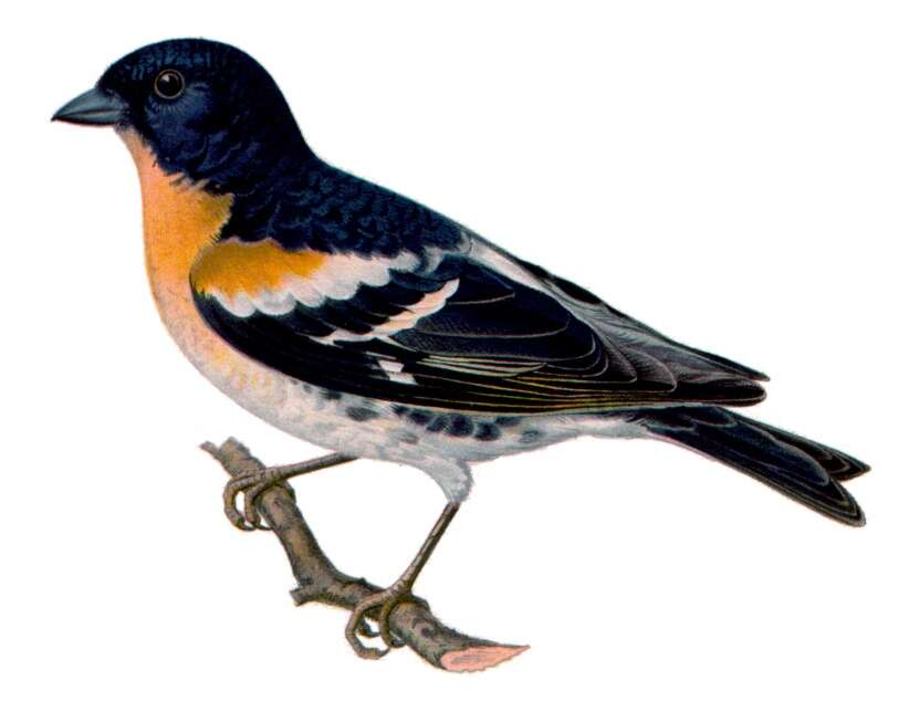 Image of Brambling