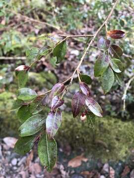 Image of Camellia lutchuensis Ito ex Ito & Matsum.