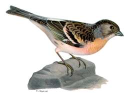 Image of Brambling