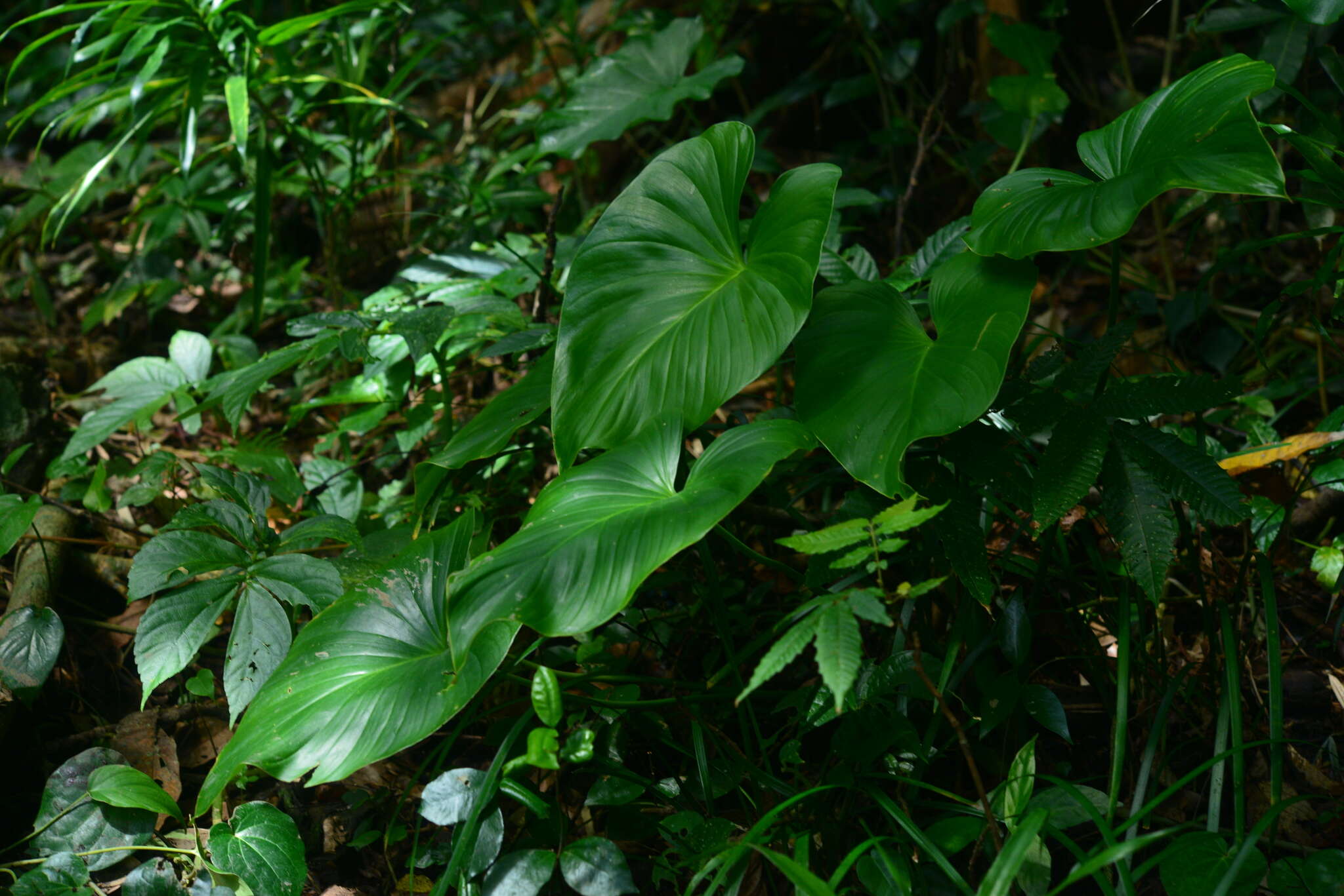 Image of Homalomena philippinensis Engl.