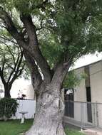 Image of Mexican Ash