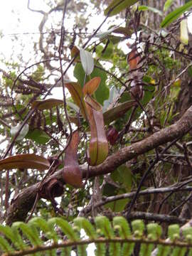Слика од Nepenthes tentaculata Hook. fil.