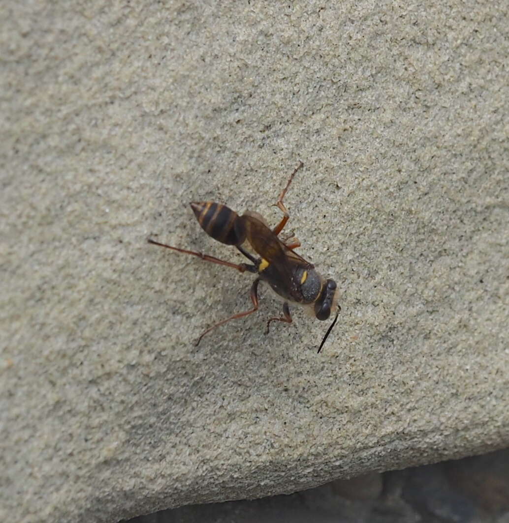 Image of Mud Dauber