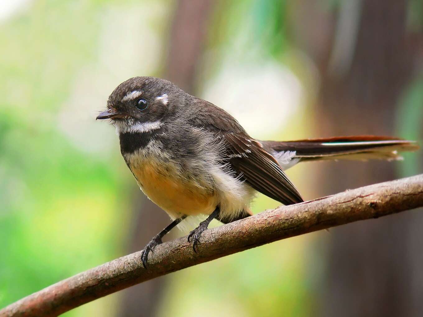 Image of Grey Fantail