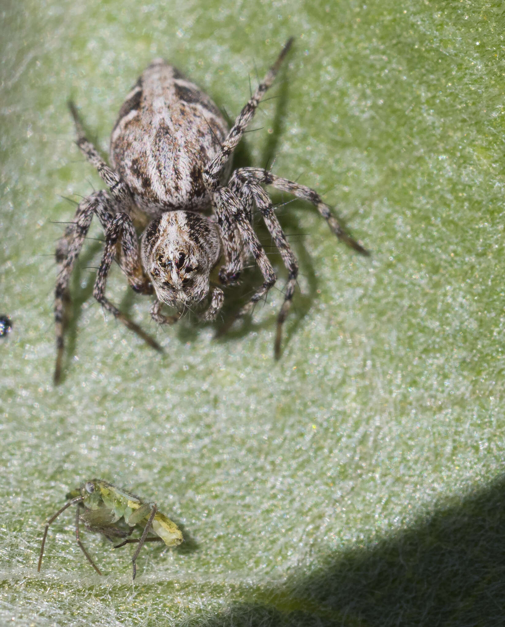 Image of Western Lynx Spider