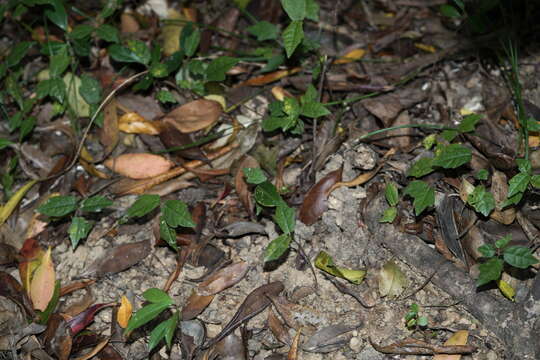 Ficus tannoensis Hayata的圖片