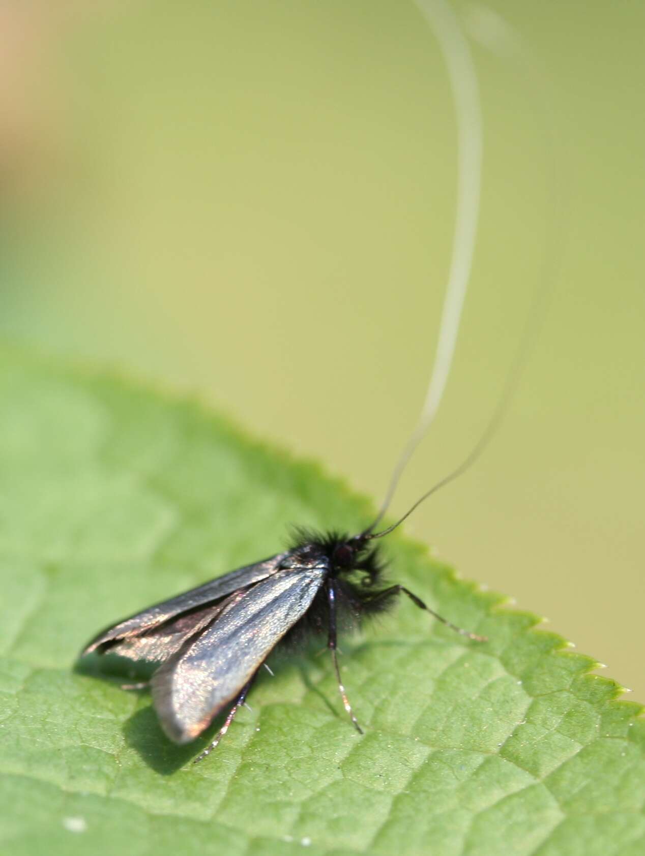 Image of Adela reaumurella