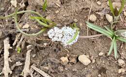 Image of Great Basin Indian potato