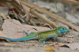 Image of Rainbow Ameiva