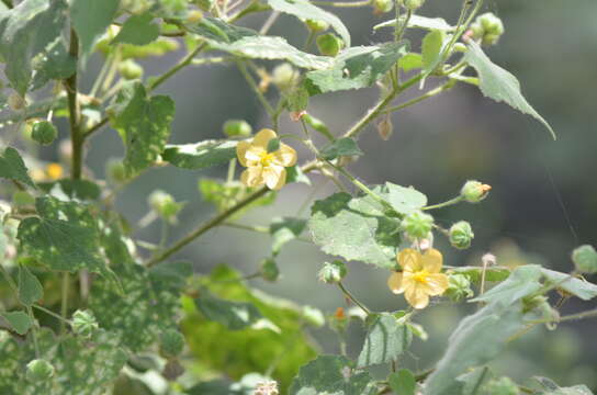 Image of viscid mallow