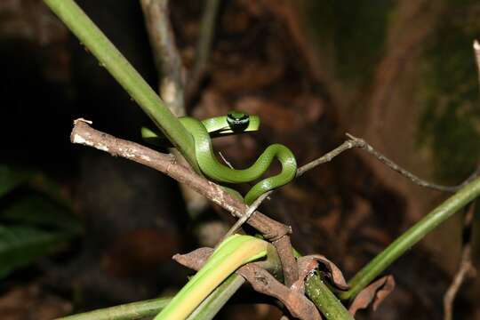 Image of Chlorosoma viridissimum (Linnaeus 1758)