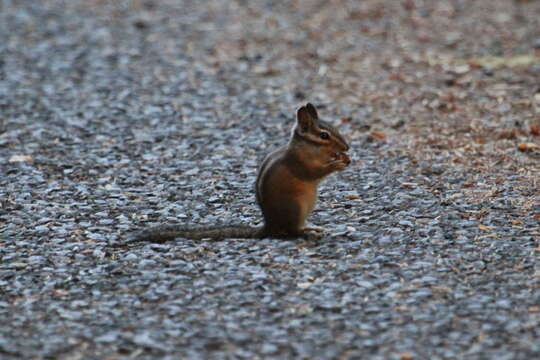 Image of Yellow-pine Chipmunk