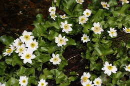 Image of white marsh marigold