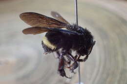 Image of Bombus mexicanus Cresson 1879