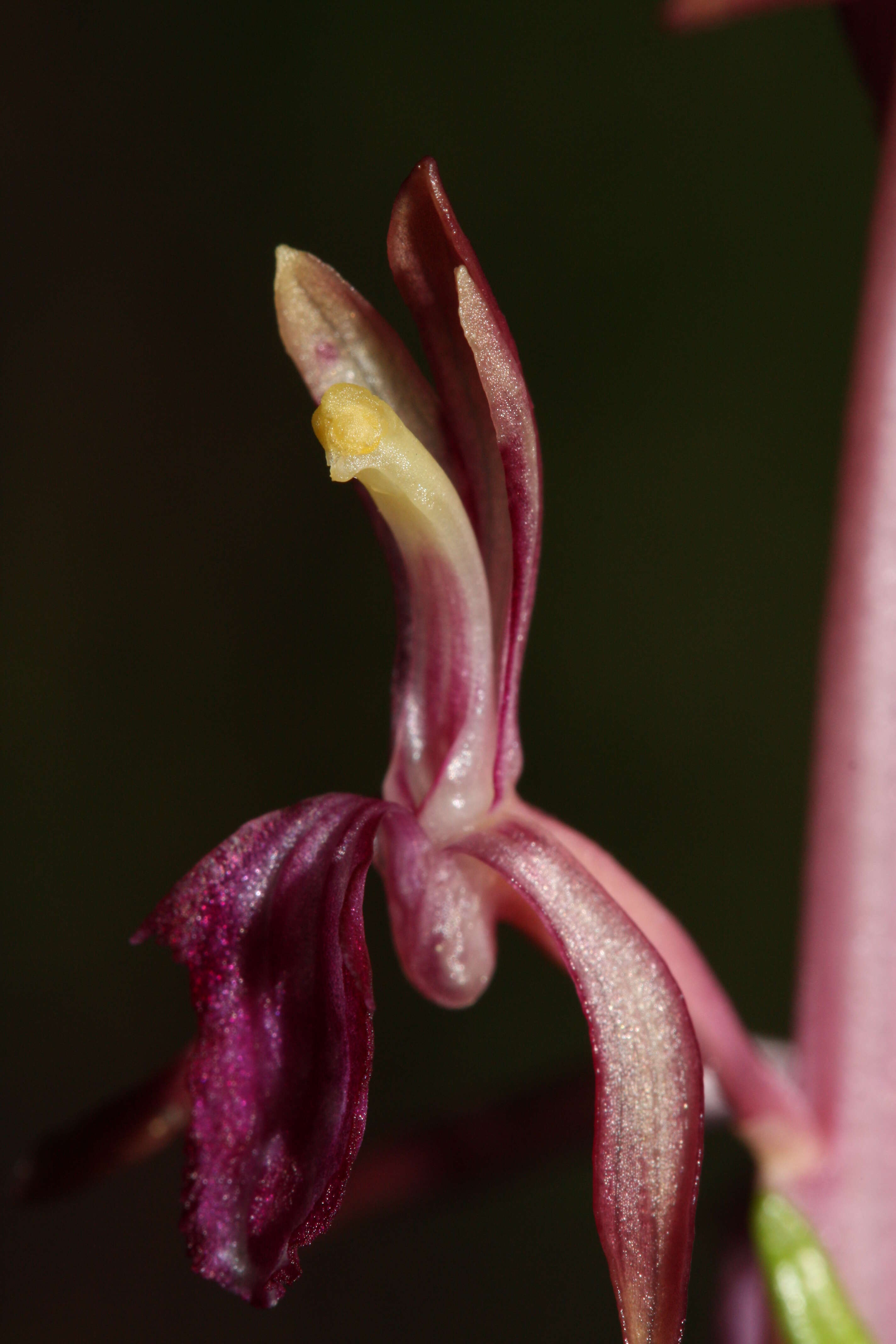 Image of Pacific coralroot