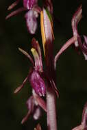 Image of Pacific coralroot