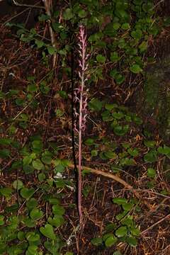 Image of Pacific coralroot