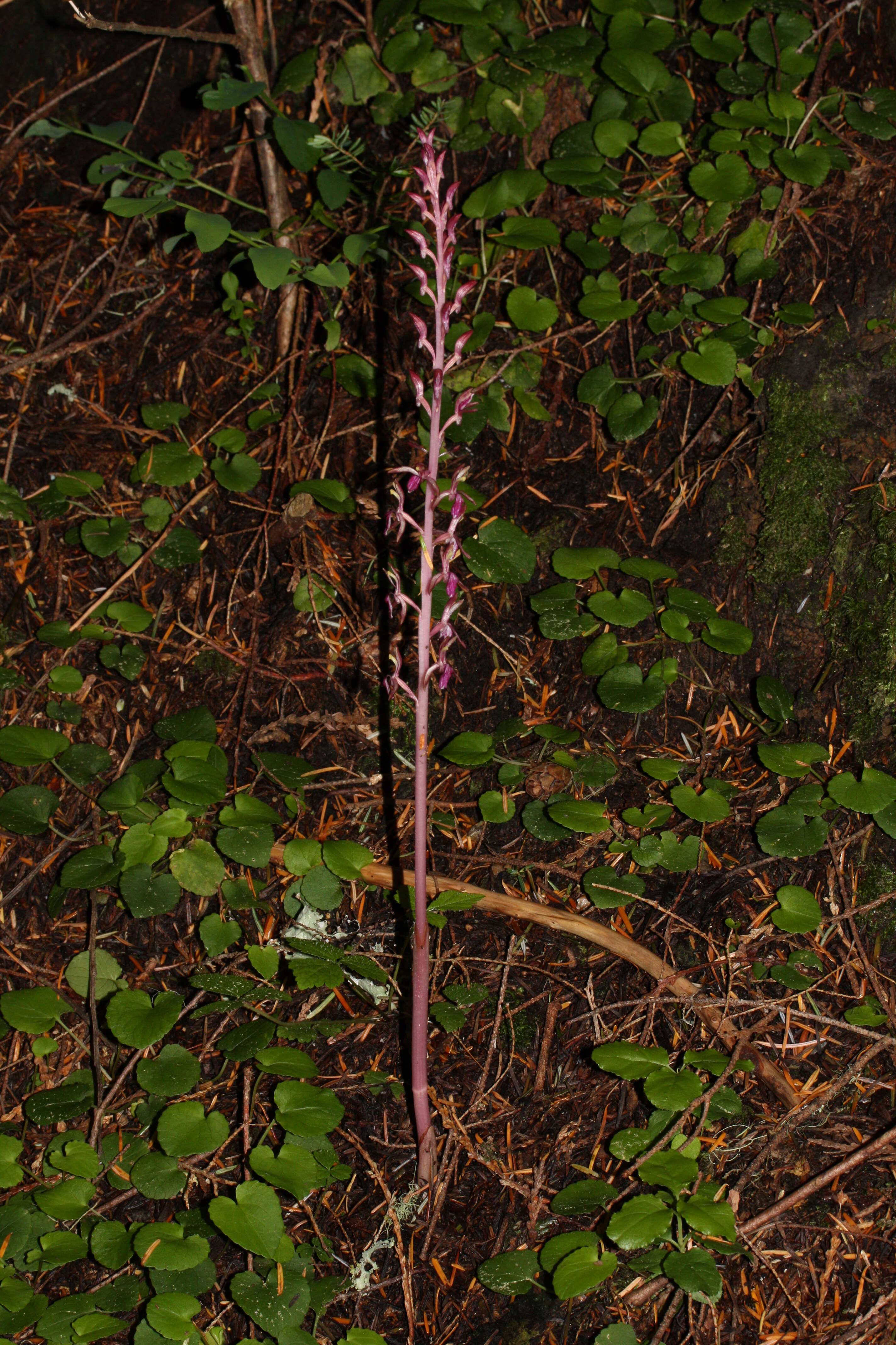 Image of Pacific coralroot